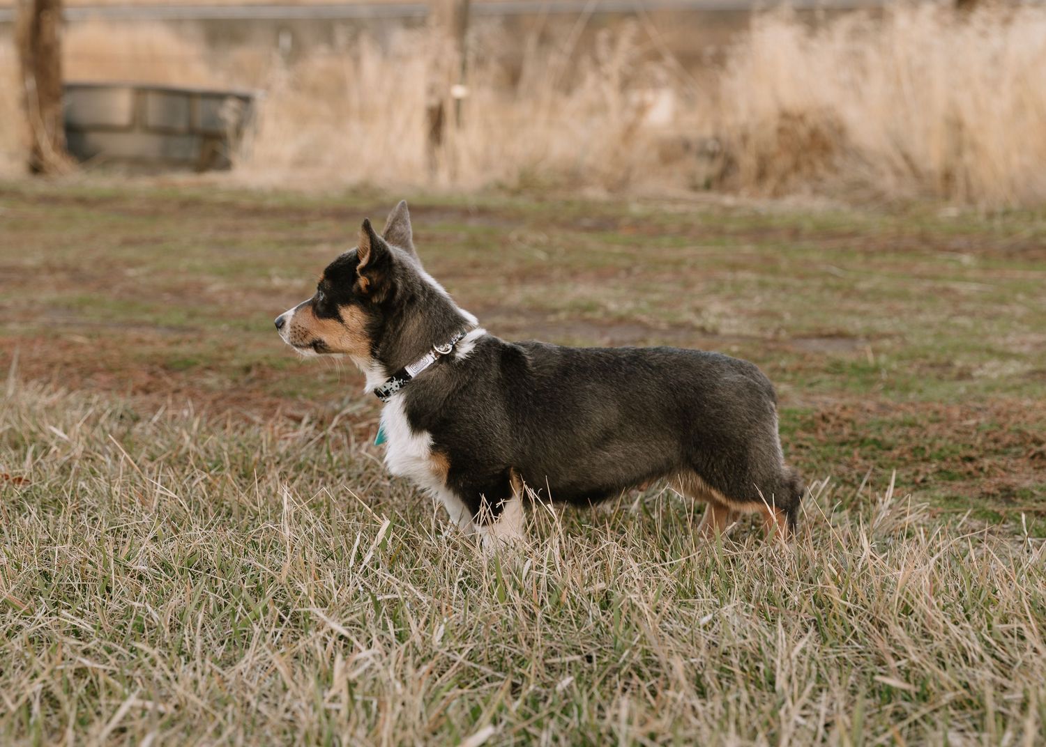 A black and white Corgi dog stands alert in a grassy field on an autumn day.