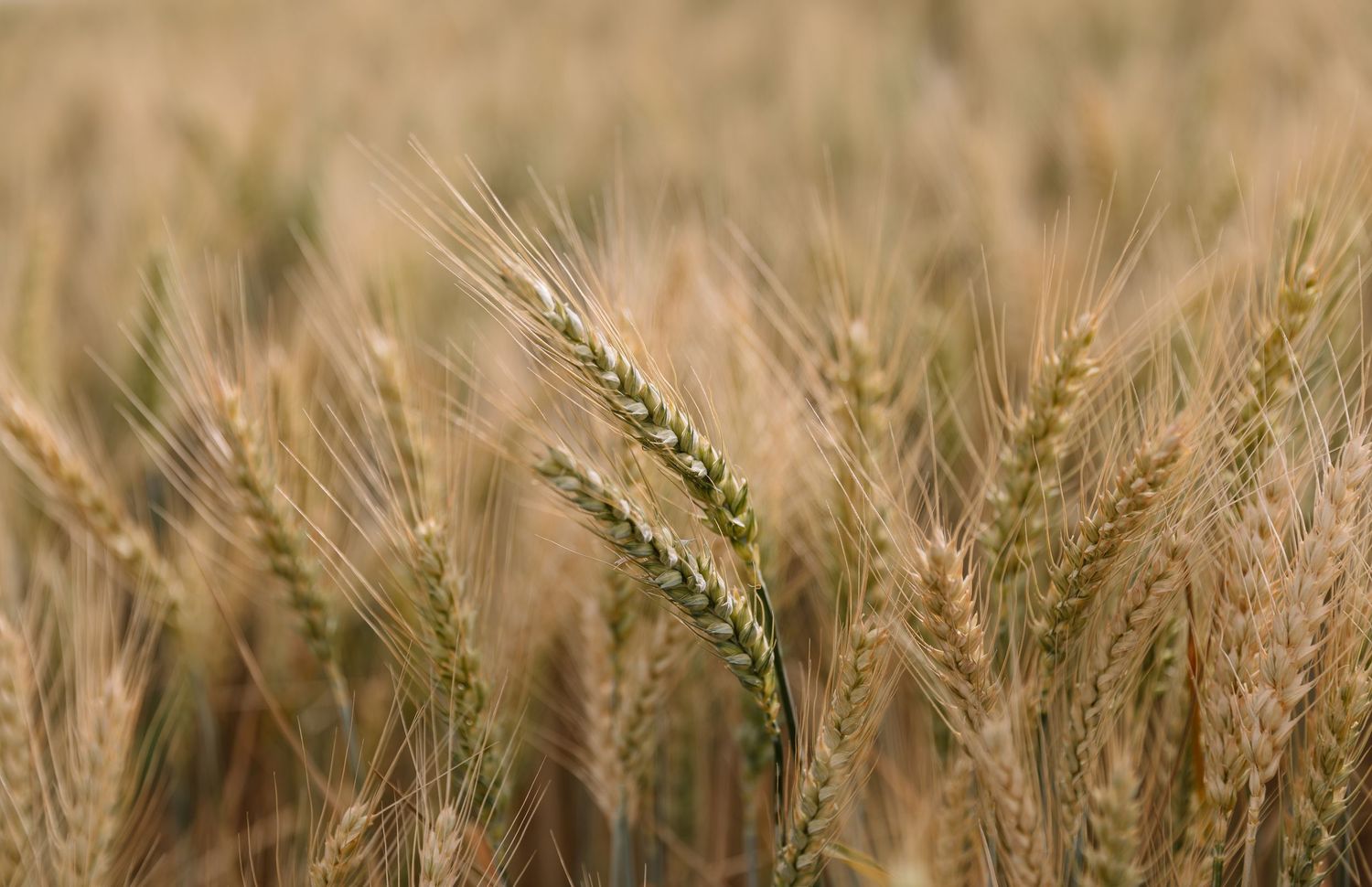 Golden wheat field with ripe grain stalks swaying in soft focus.