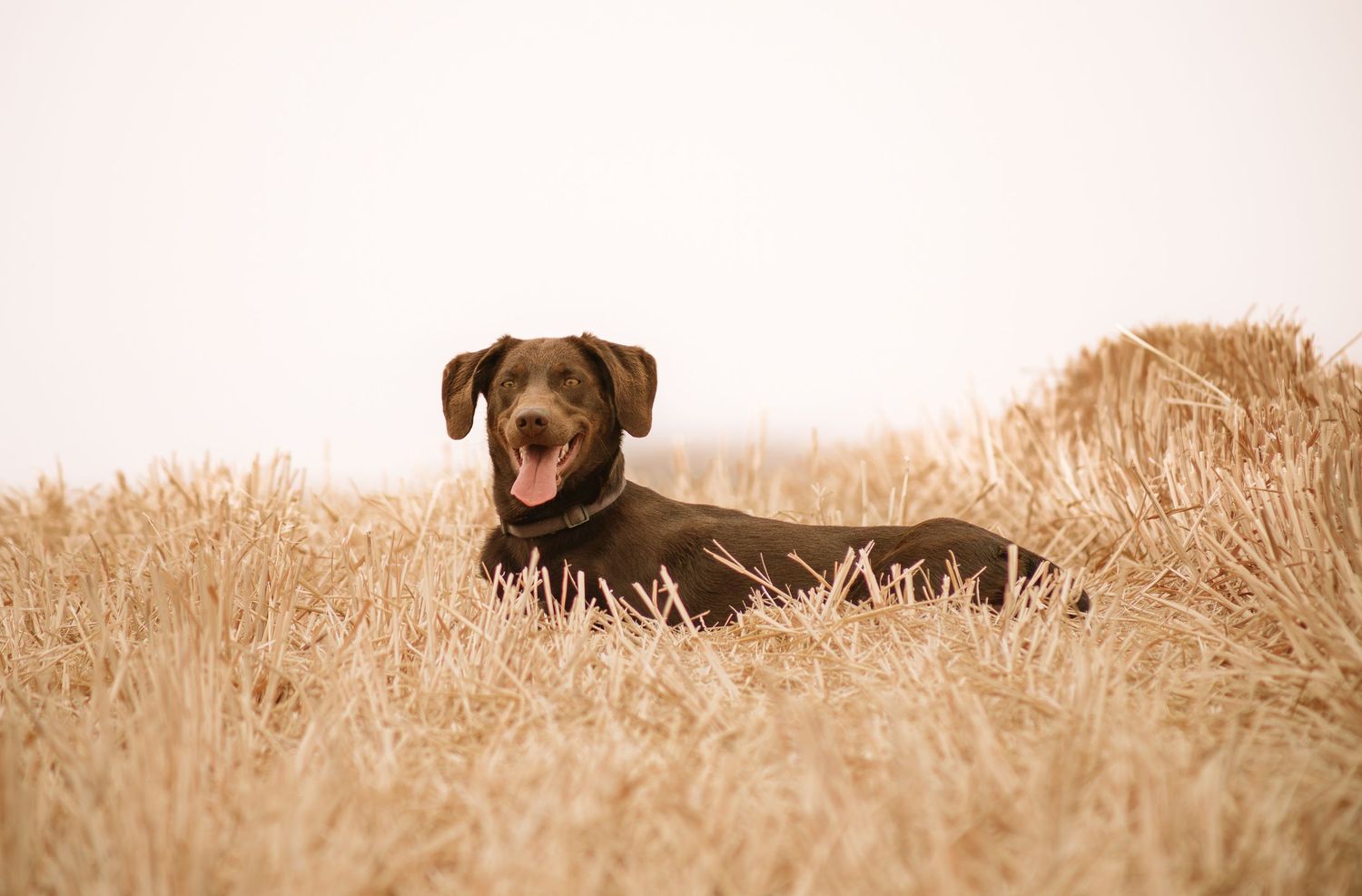 A brown dog peeks out from tall golden wheat field during sunset creating a beautiful silhouette effect.