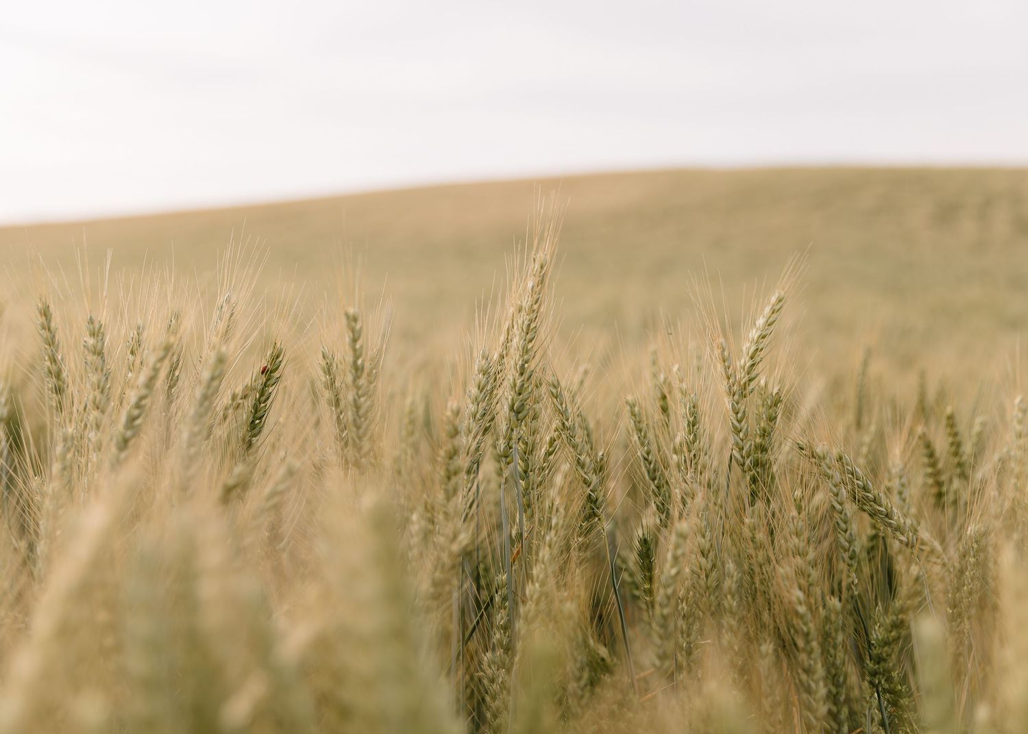 Golden wheat stalks sway in a gentle breeze against rolling hills in a serene agricultural landscape.