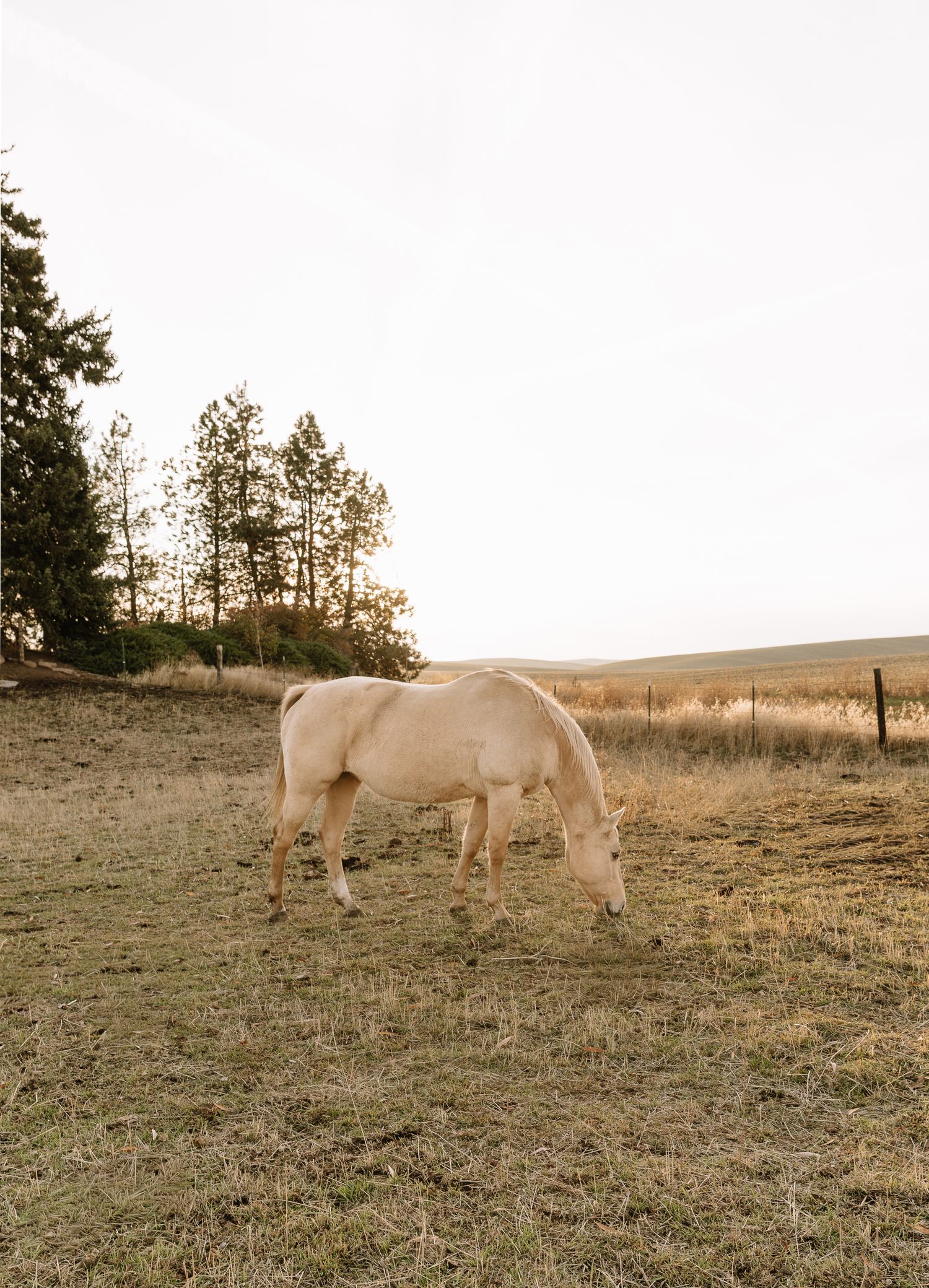 Two white horses graze together in a golden field at sunset with trees silhouetted in the background.