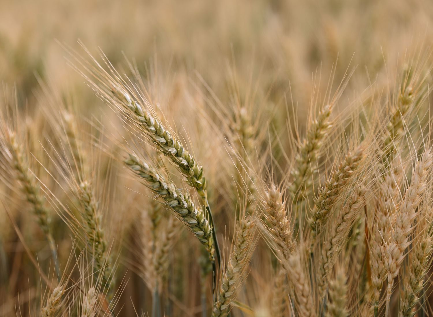 I need to move the wheat stalks over to the left slightly so my words aren't drowned out