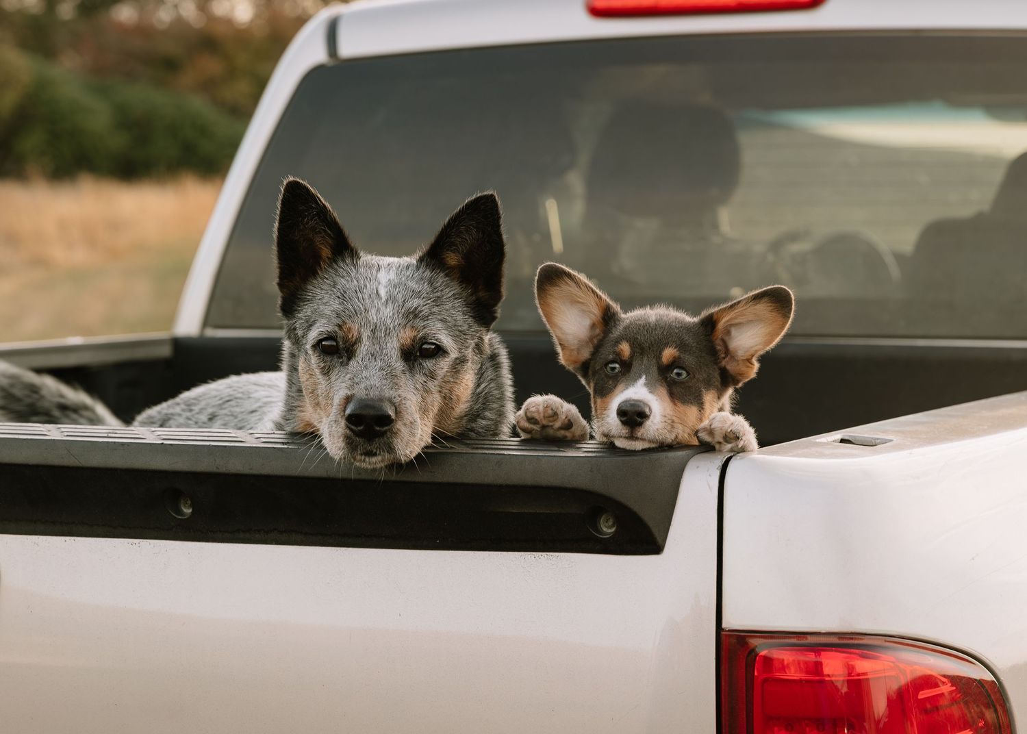 Two dogs peek over the edge of a car window while looking at the camera with curious expressions.