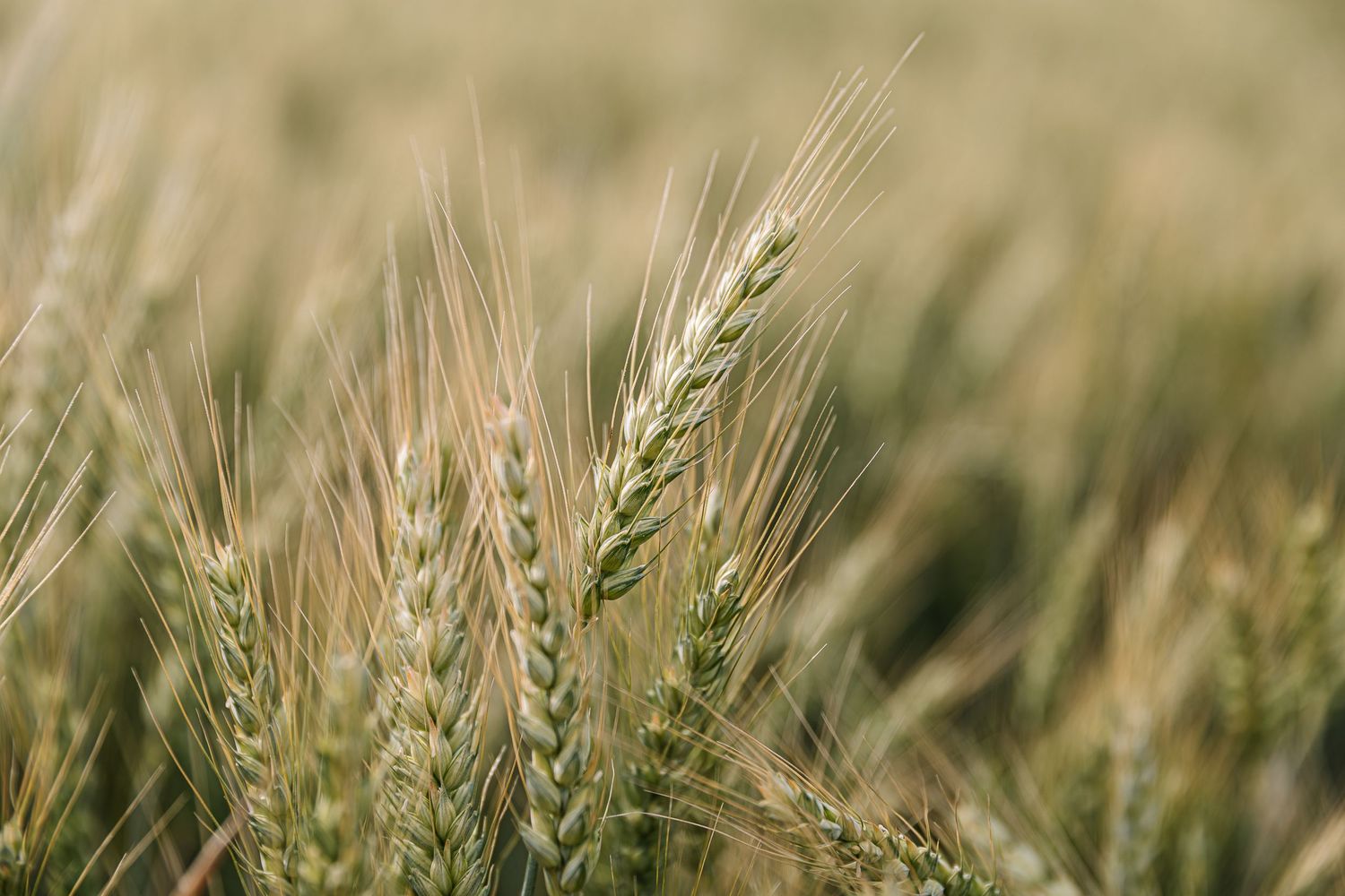 Close-up view of golden wheat stalks swaying in a field during harvest season.