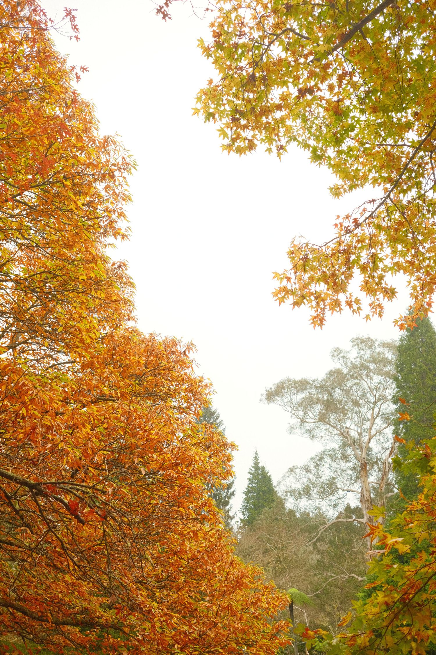 Vibrant orange and yellow autumn leaves frame a misty forest scene.