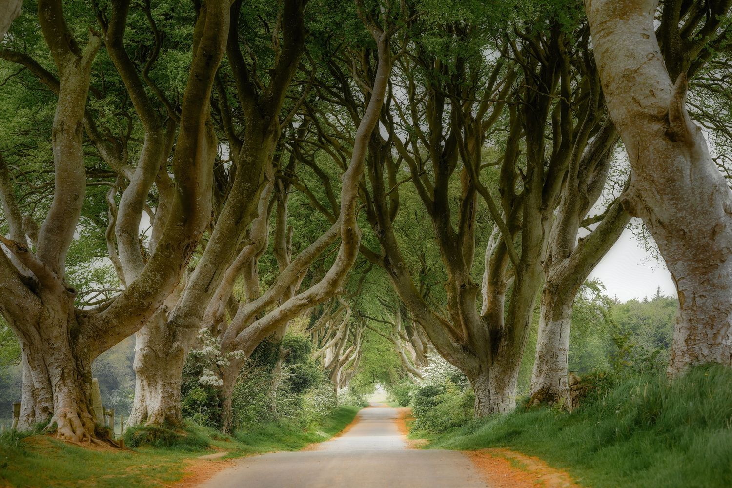 Mystical tree-lined path known as the Dark Hedges in Northern Ireland creates an enchanting natural tunnel along a country road.