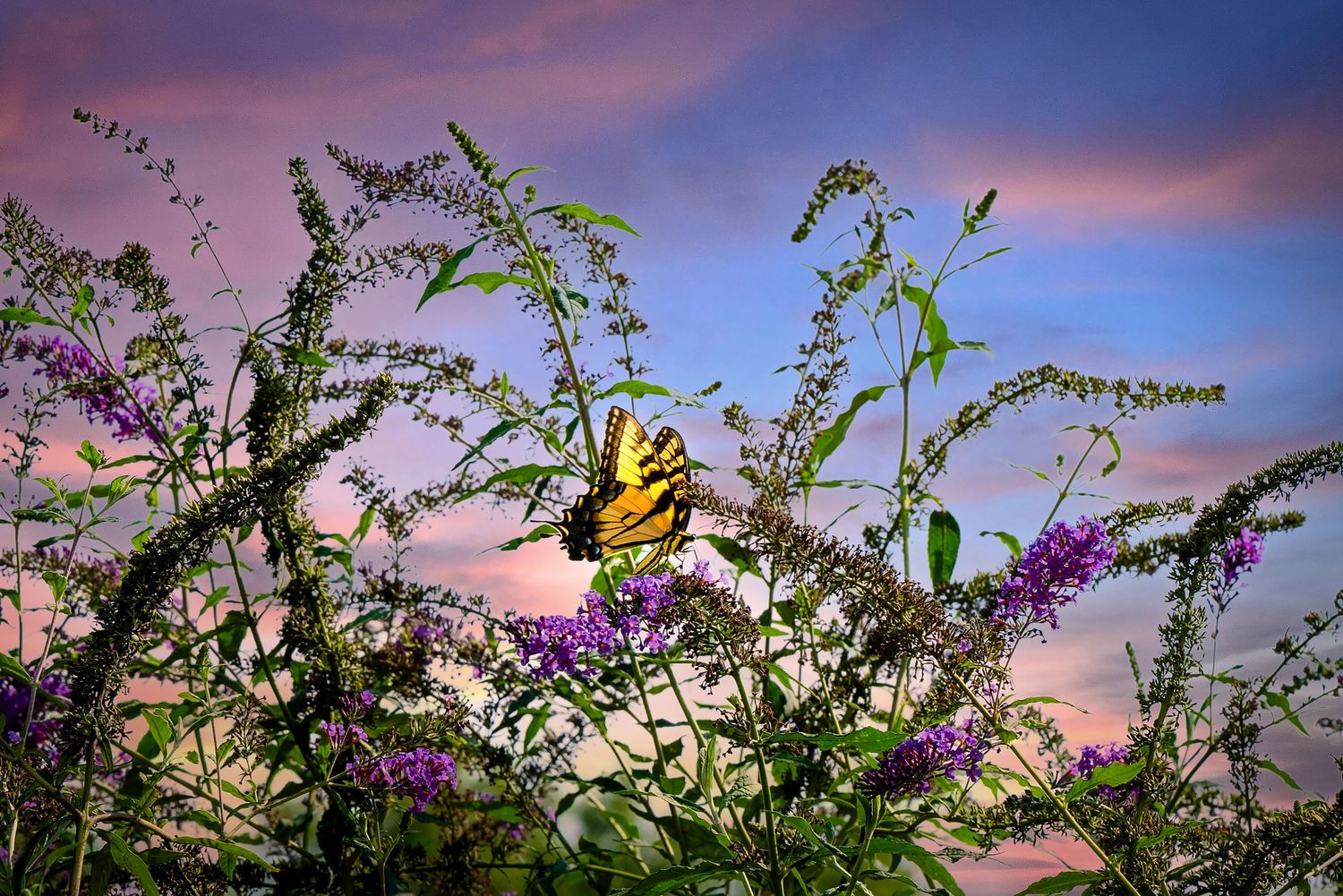 A yellow swallowtail butterfly perches on purple butterfly bush flowers against a vibrant sunset sky.