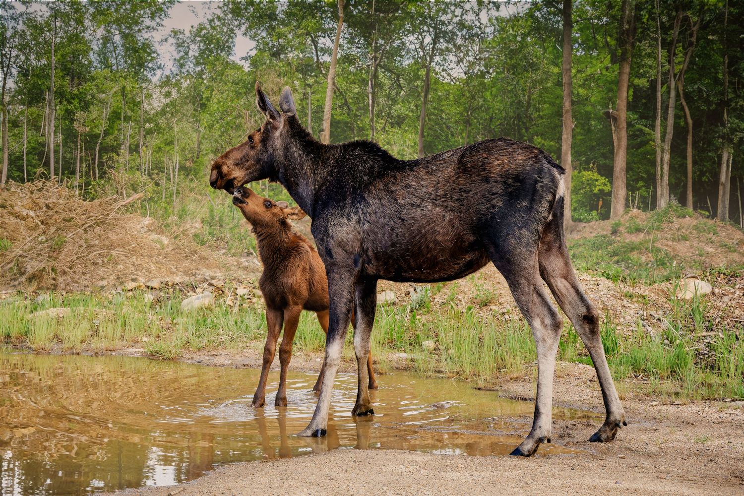 A large moose and its young calf stand together in shallow water near a wooded area.