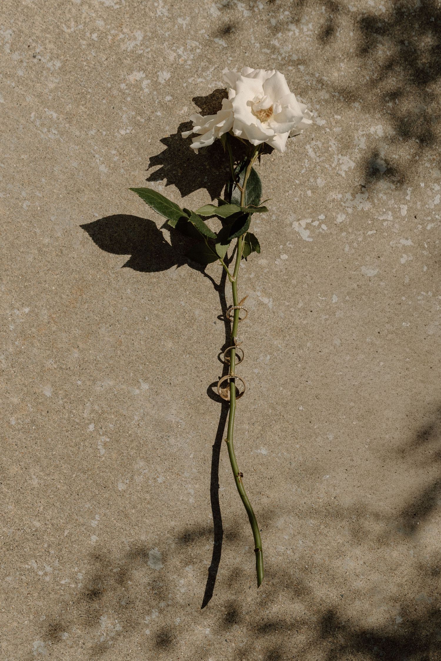 Timeless wedding photos at The Wilds wedding venue in Bloomington, Indiana.