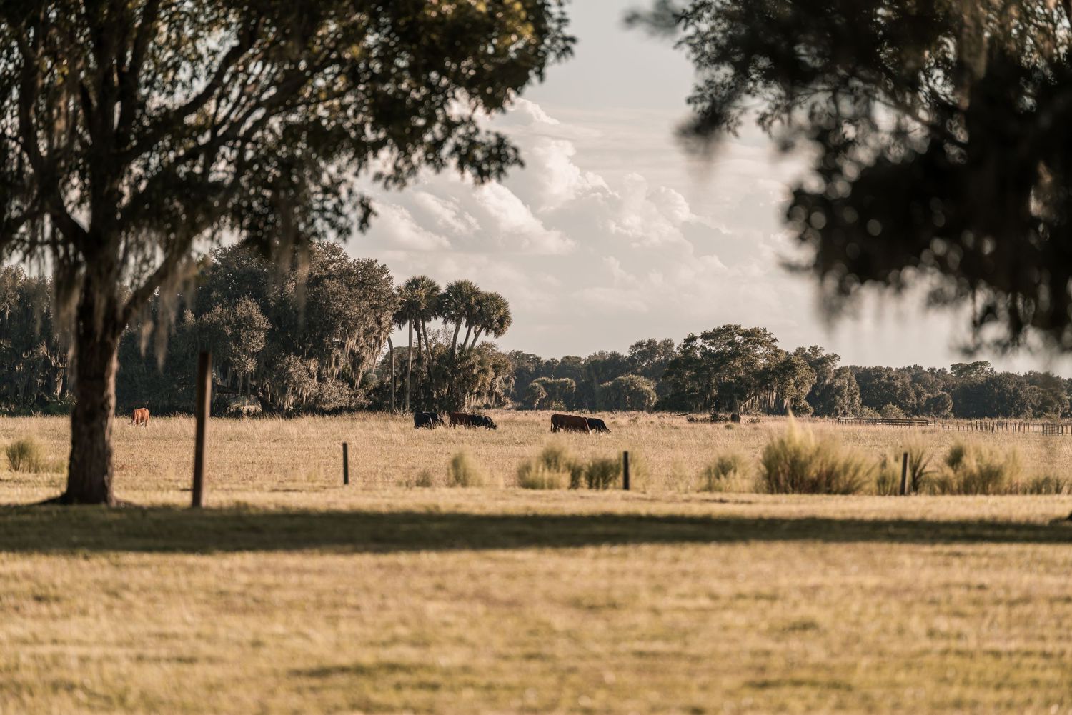 Rural Australian landscape with eucalyptus trees framing a golden field under an overcast sky.