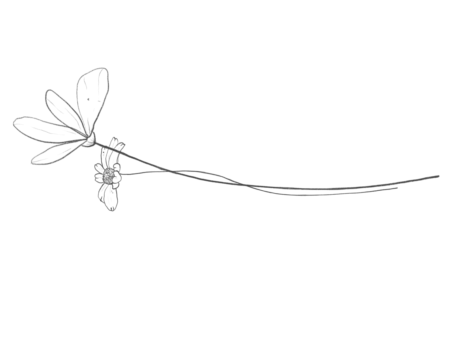 Minimalist line art drawing of a dragonfly perched on a delicate flower stem, black and white sketch style.