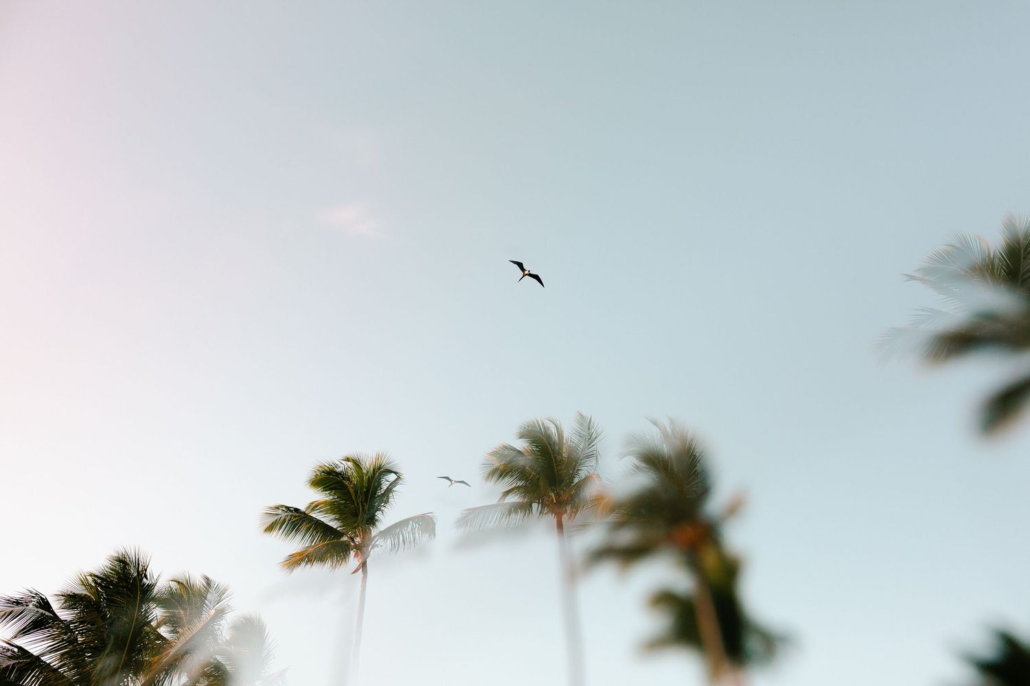 Punta Cana photographer wedding destination