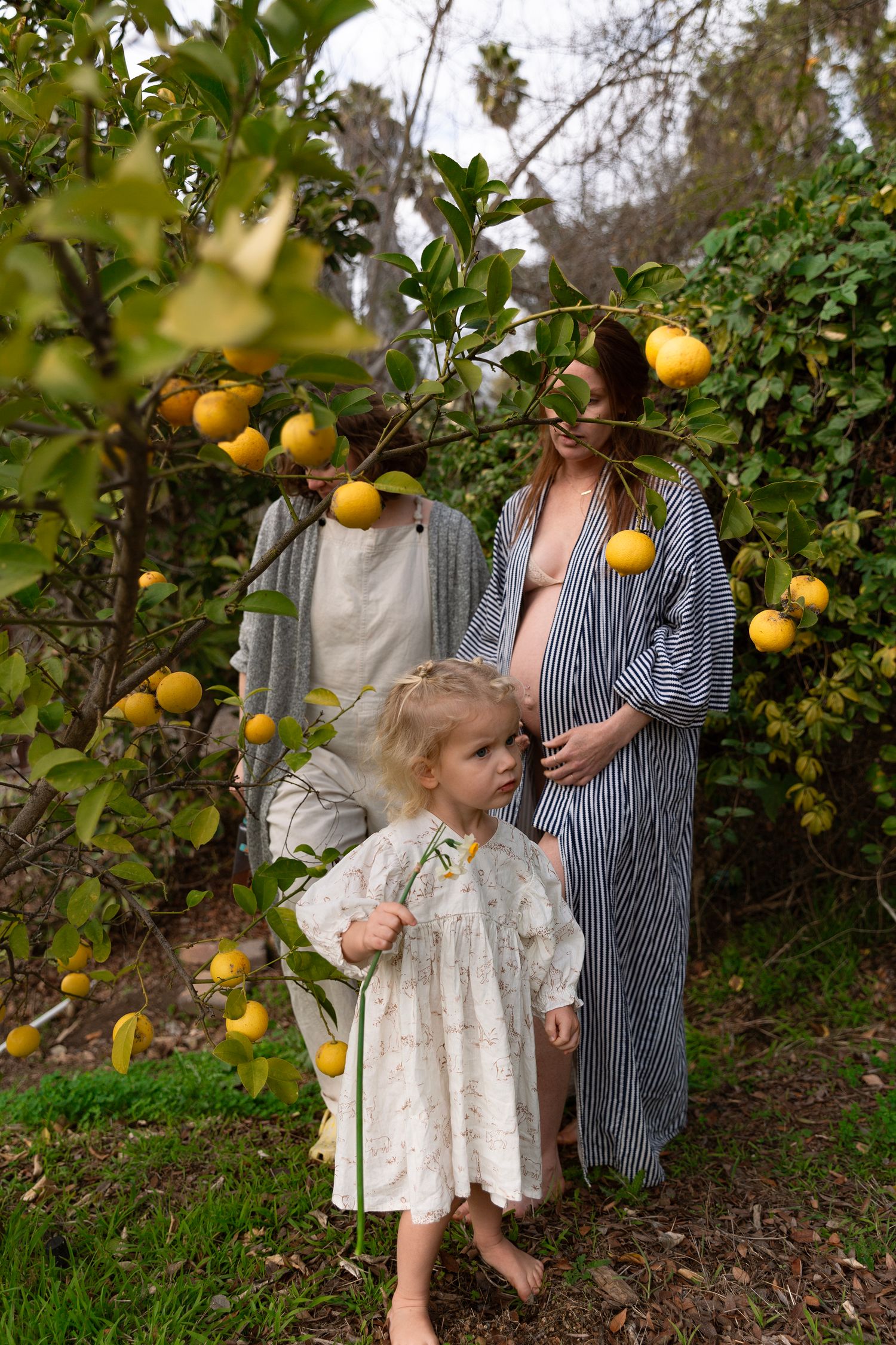A citrus grove scene with ripe oranges hanging from green trees.