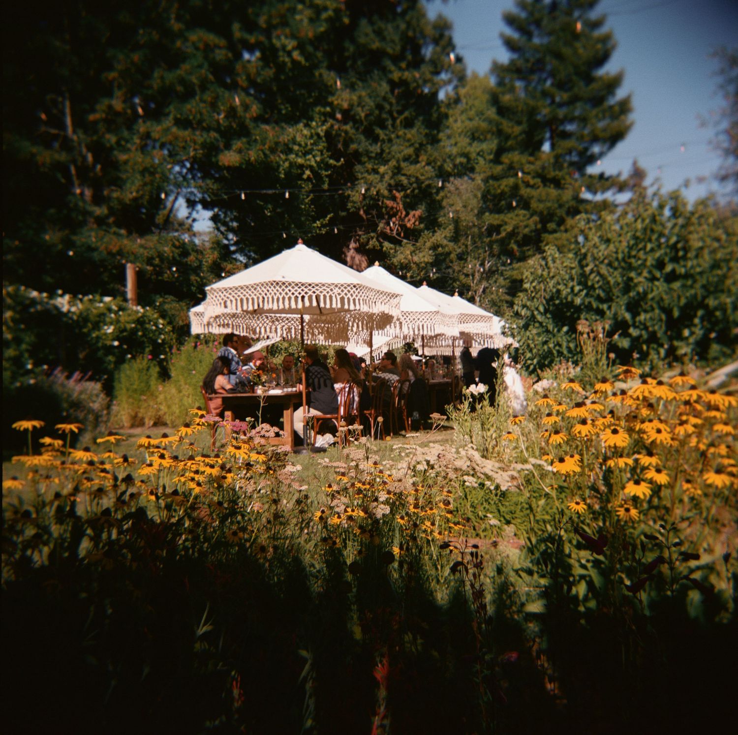 A white canopy tent sits among vibrant orange wildflowers and evergreen trees in a garden setting.