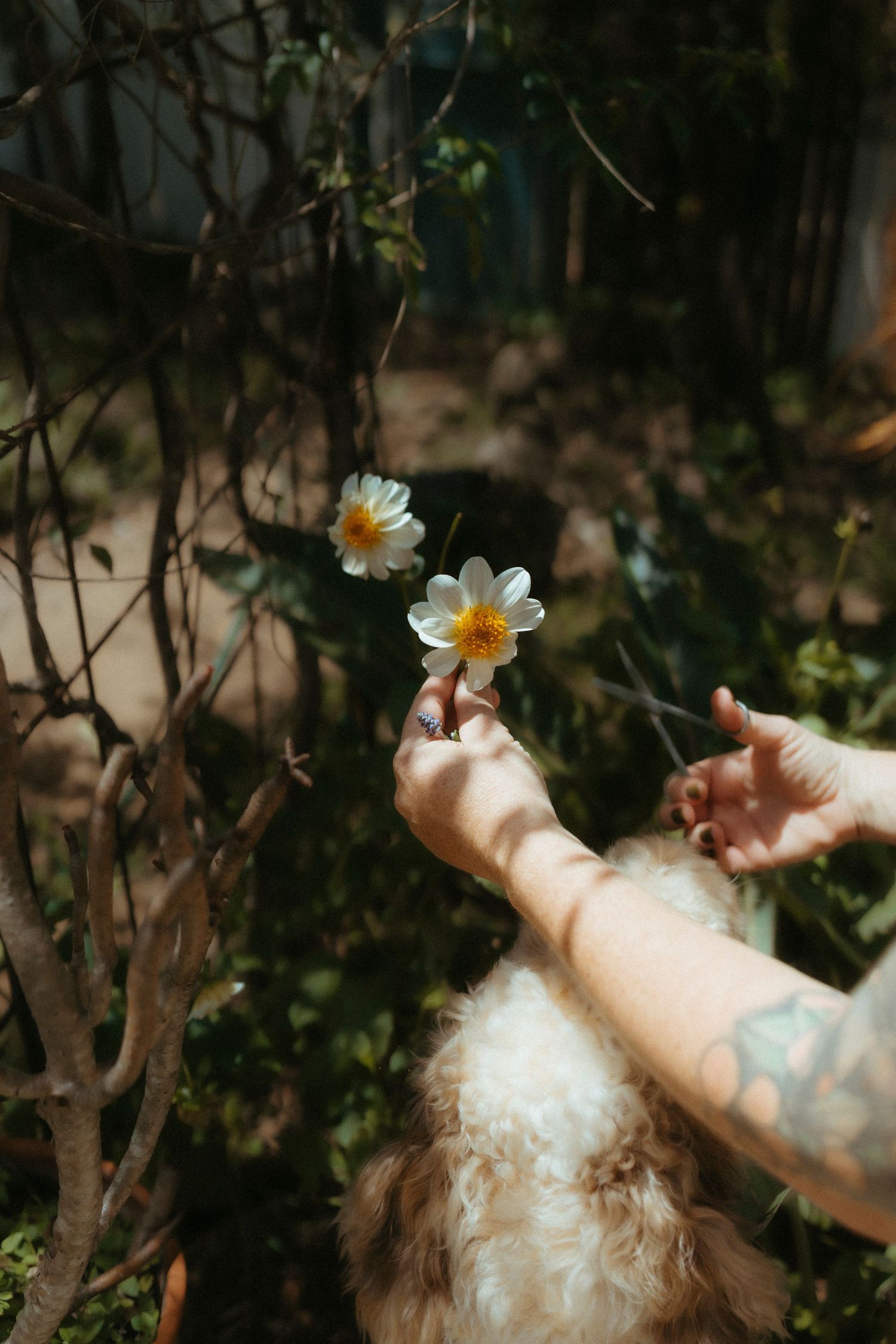 Tattooed hands gently reach out to white and yellow daisies against a dark garden background.