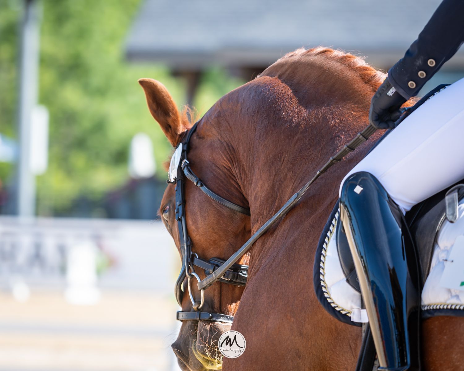 Close-up of a chestnut horse wearing a bridle and saddle during an equestrian dressage competition outdoors.