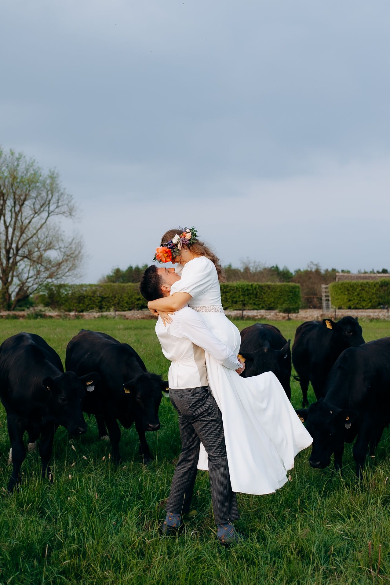 Wedding couple embraces in a field as a herd of black cows graze behind them in the cotswolds.