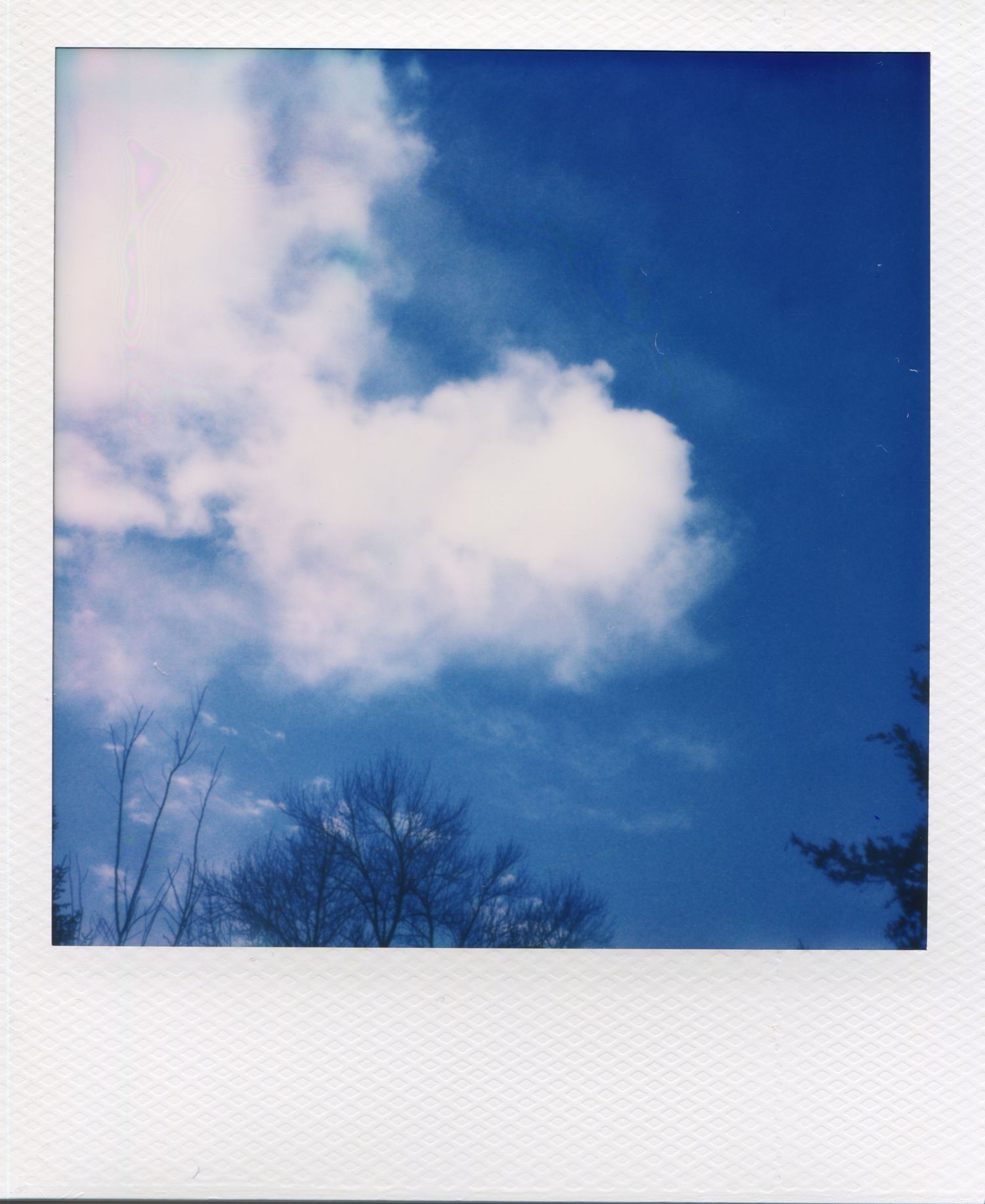 Polaroid photo of a bright blue sky with fluffy white clouds and bare winter trees silhouetted at the bottom.