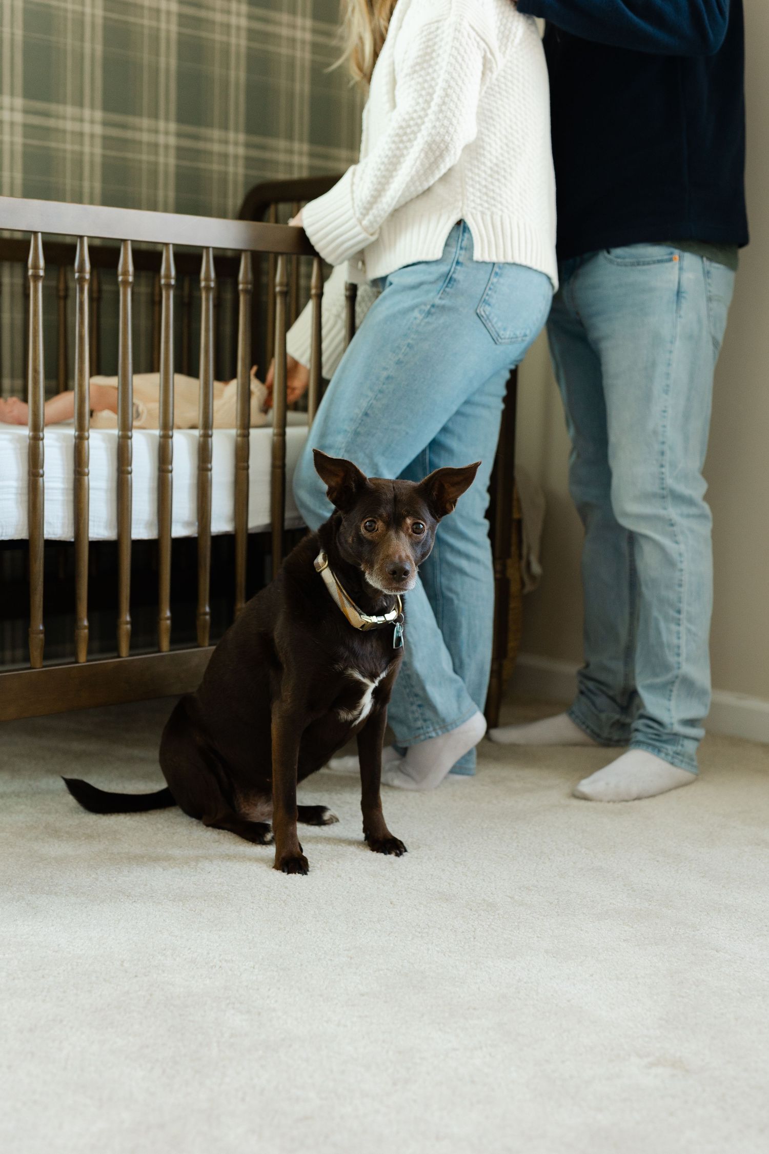 Small dark brown Chihuahua sitting on carpet while parents stand at metal crib with newborn baby.
