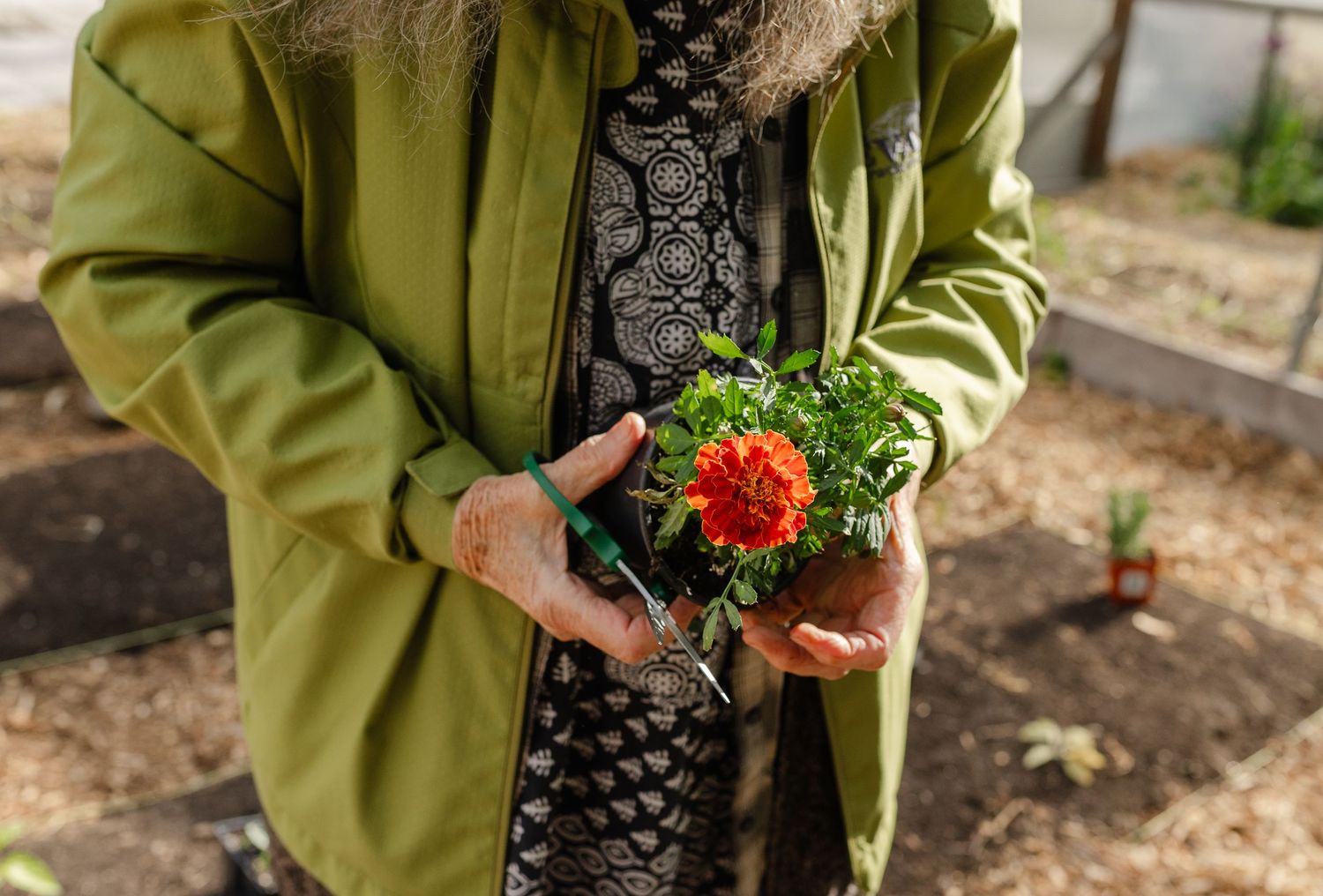 An elderly person with a long beard holds a vibrant orange marigold flower in a green jacket outdoors.