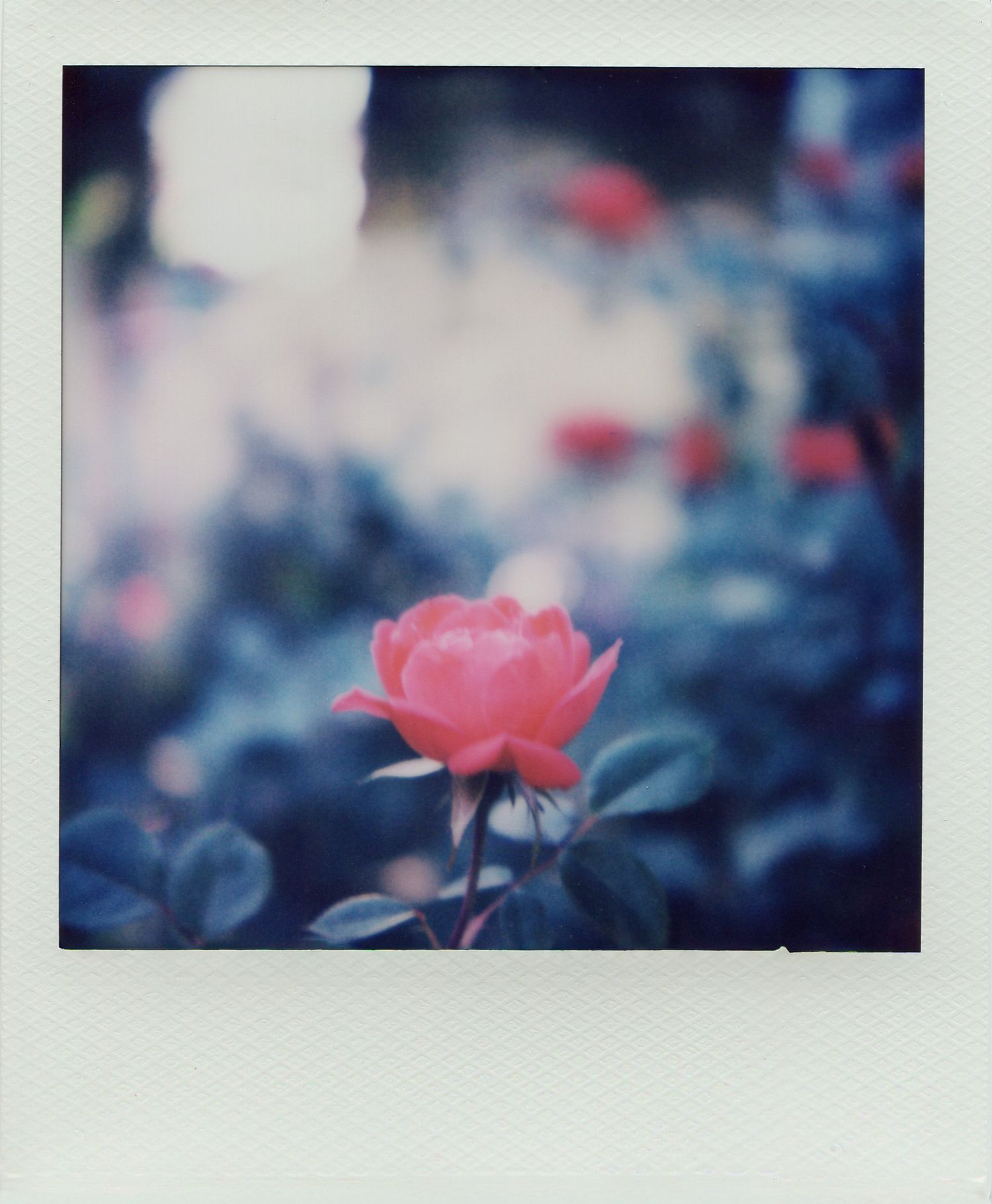 A pink rose in sharp focus blooms against a softly blurred garden backdrop in a vintage Polaroid-style photo.
