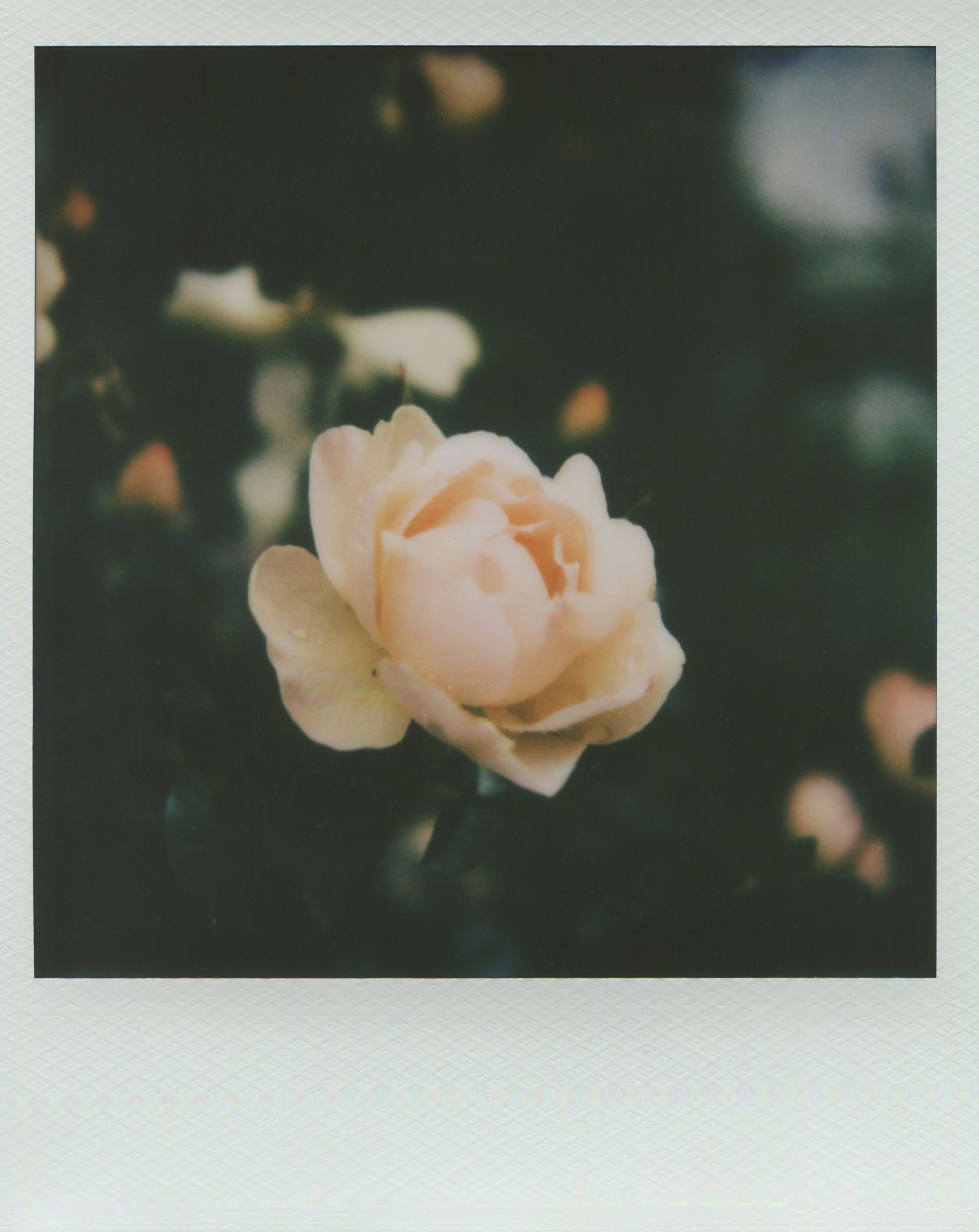 A soft Polaroid-style photo of a delicate pale pink rose in bloom against a dark green background.