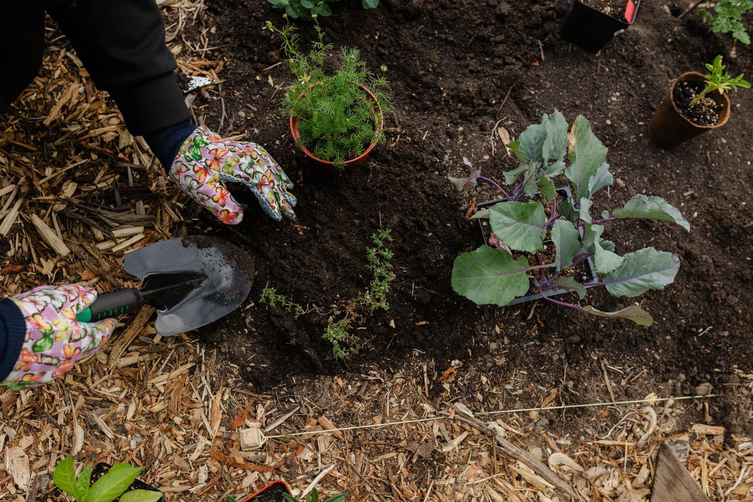 Gardener wearing floral gloves planting seedlings in rich dark soil with mulch.