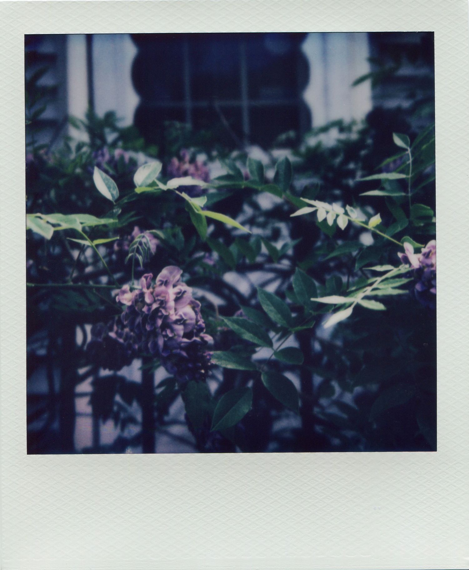 Polaroid photo of blooming purple rhododendron flowers with lush green leaves in front of a window.