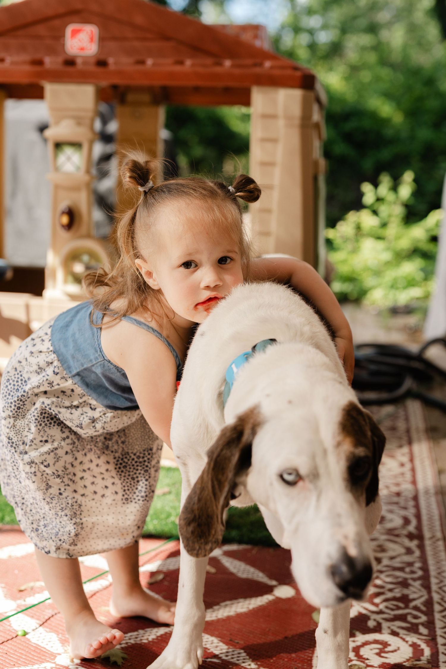 Cute toddler girl hugging a large white and brown dog with blue eyes in a backyard play area.