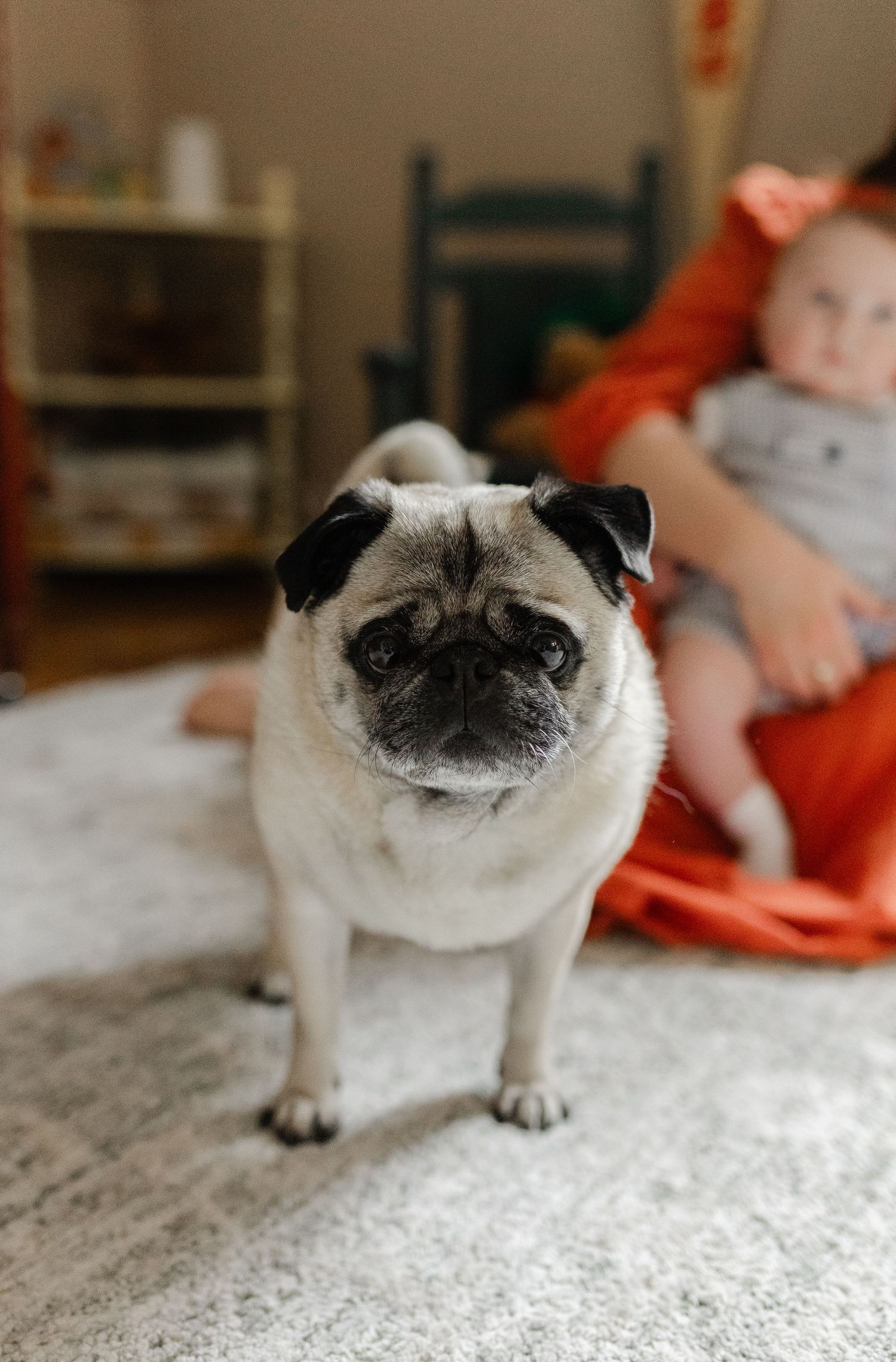 Pug dog standing on a carpet looking at the camera with a baby and orange fabric in the background.