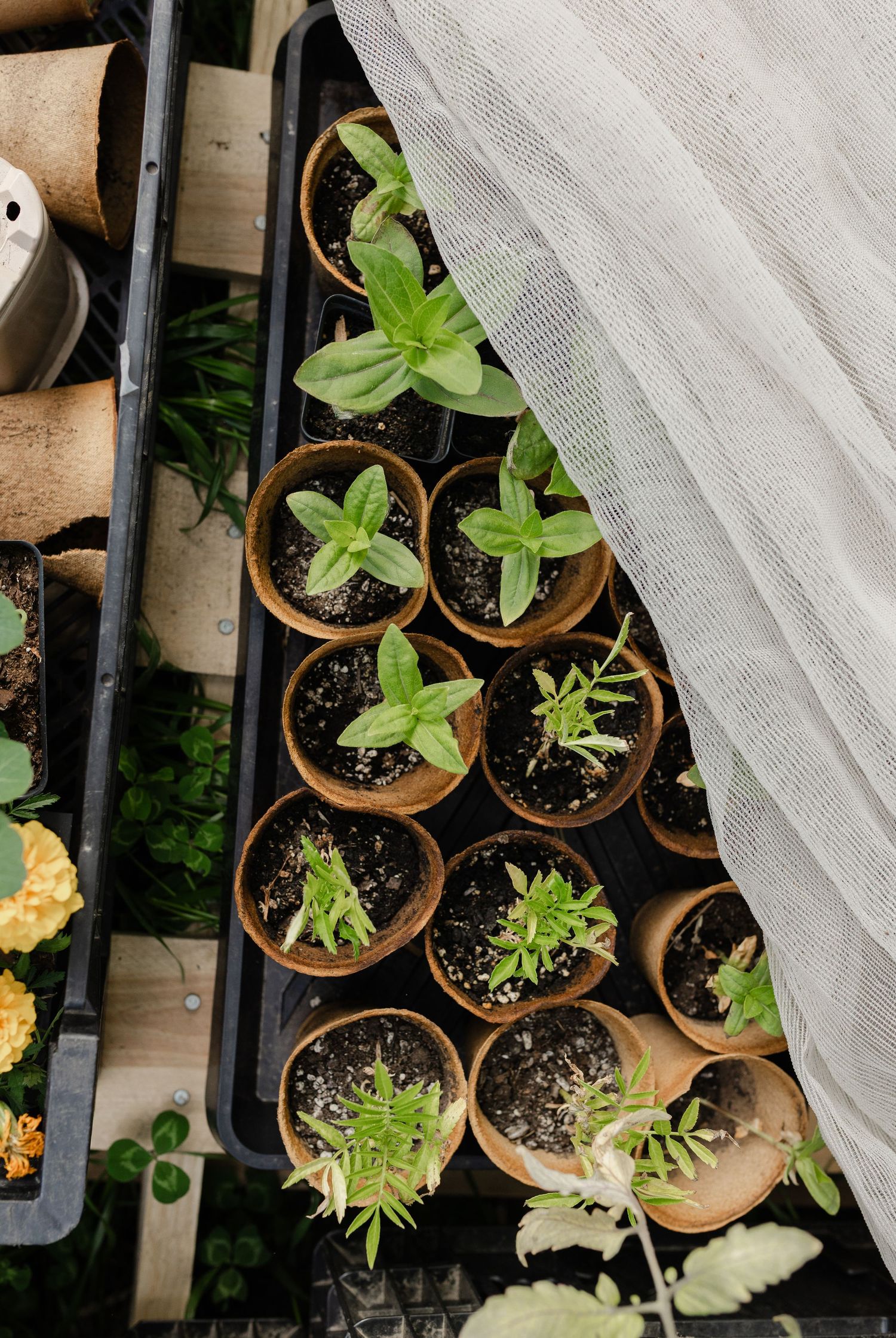 Seedlings growing in biodegradable peat pots arranged in a tray inside a greenhouse.