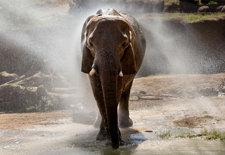 An elephant spraying water or dust while walking through a shallow pool in bright sunlight.