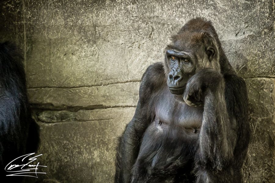 A contemplative gorilla leans against a stone wall in a zoo enclosure, gazing thoughtfully into the distance.