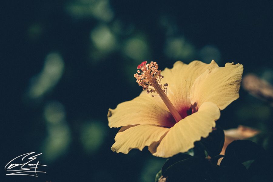 A vibrant yellow hibiscus flower blooms against a soft dark bokeh background.