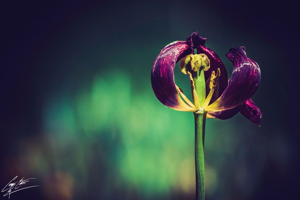 A wilting dark purple tulip with open petals revealing stamens against a dark bokeh background.