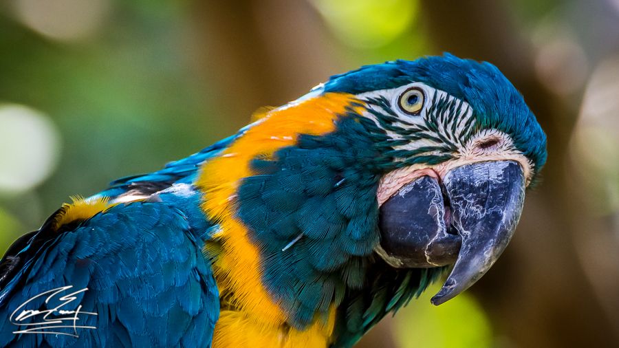 A vibrant blue and yellow macaw parrot in close-up portrait with colorful feathers and expressive eye.