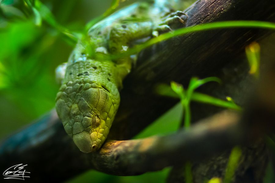 Green tree python coiled on a dark branch surrounded by lush tropical green foliage.