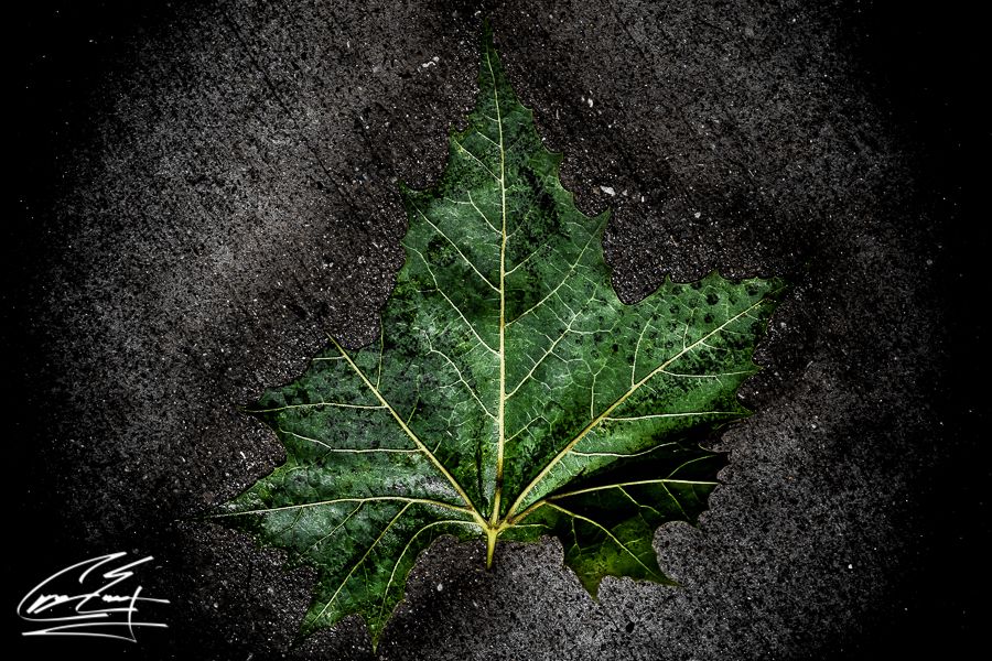 A single green maple leaf with detailed veins resting on dark textured asphalt pavement.