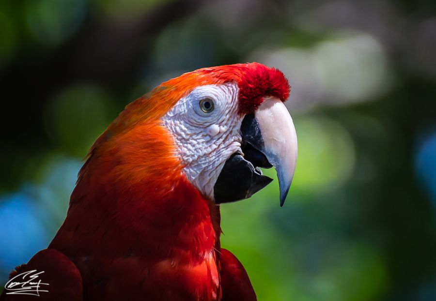 Vibrant close-up portrait of scarlet macaw parrot with colorful red and blue plumage.