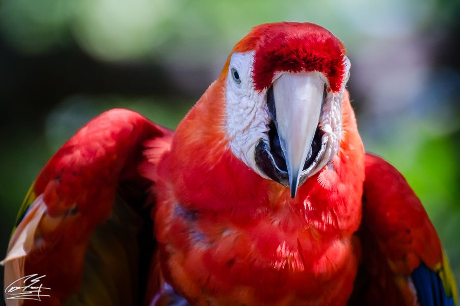 A vibrant scarlet macaw parrot with red, blue, and yellow feathers photographed in close-up detail.