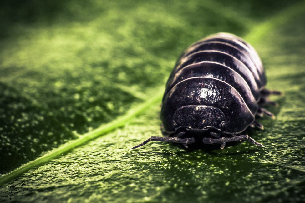 Macro close-up of a dark pill bug crawling across a vivid green textured leaf surface.
