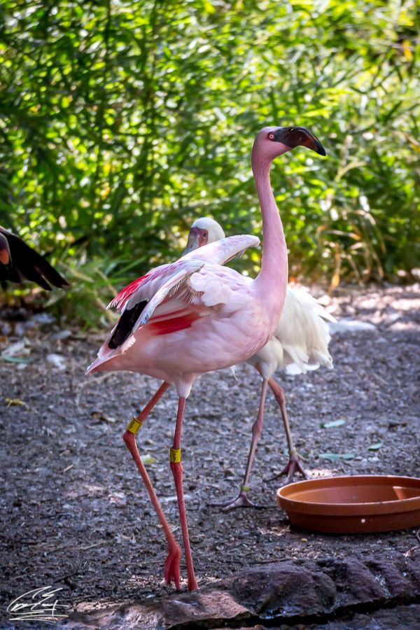 A pink flamingo standing on rocky ground with green foliage background near an orange feeding dish.