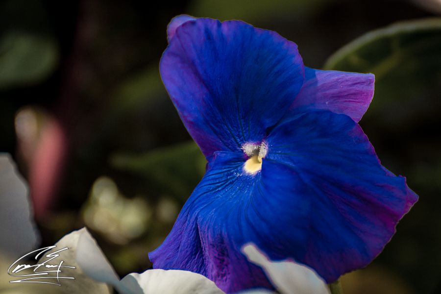 Close-up of a vibrant blue and purple pansy flower in bloom.
