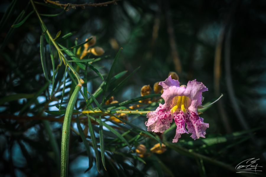 A delicate pink and yellow wildflower blooms among green leaves in soft natural light.
