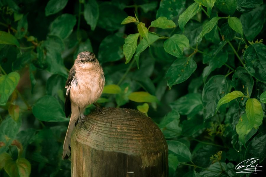 Small brown bird perched on a wooden post surrounded by lush green foliage.