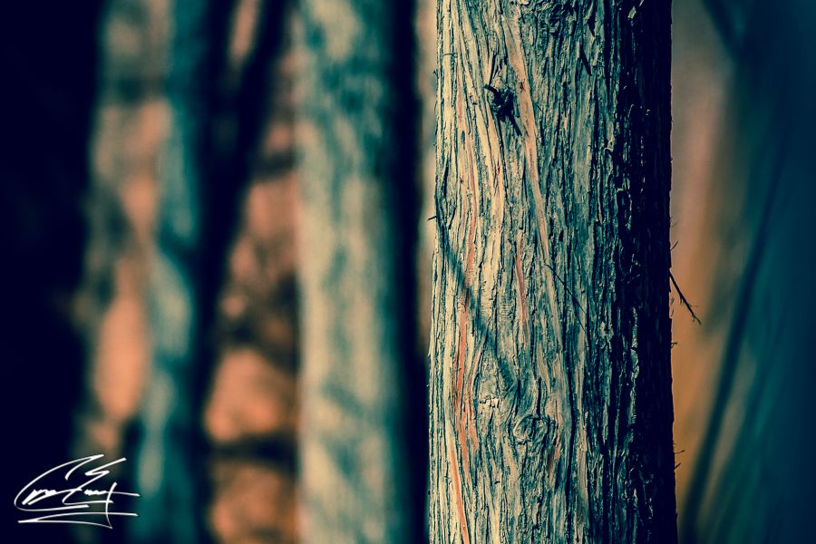 Close-up macro shot of textured tree bark with shallow depth of field in a forest.