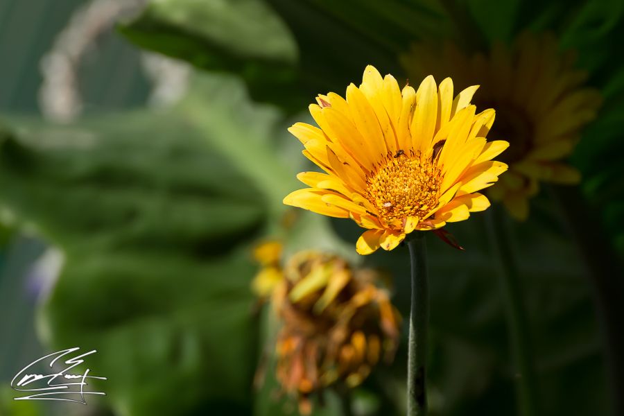 Close-up of a vibrant yellow gerbera daisy in bloom with soft green foliage in the background.