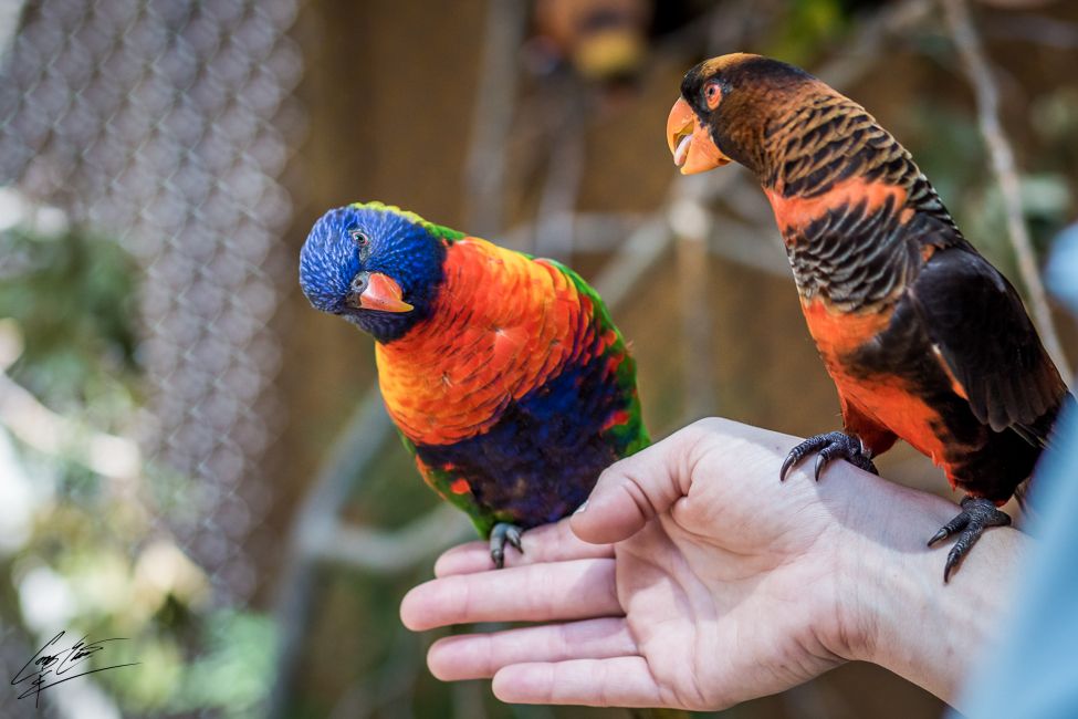 Two colorful rainbow lorikeet parrots perched on a persons outstretched hand being fed.