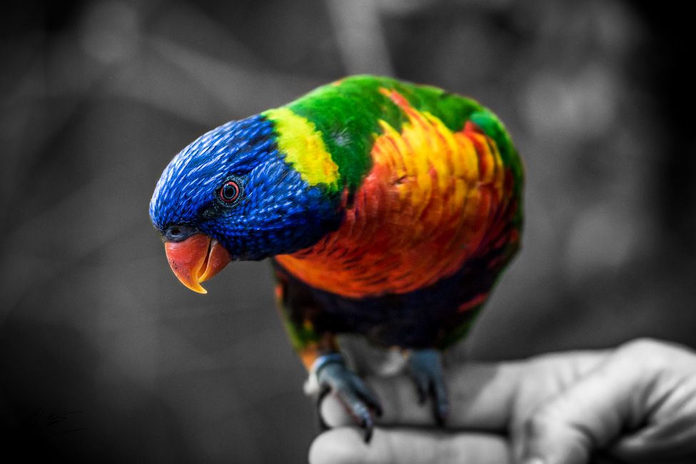 Vibrant rainbow lorikeet perched on a hand, its colorful plumage contrasting against a black and white background.