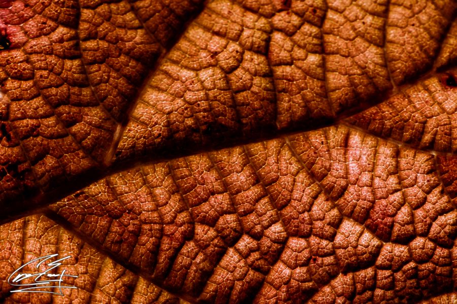 Extreme macro close-up of red autumn leaf showing intricate vein texture patterns.